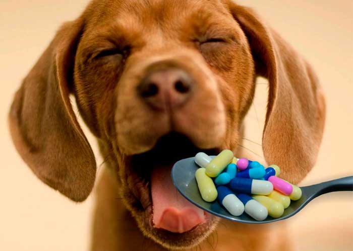 Cách cho chó uống thuốc rất dễ dàng và đơn giản