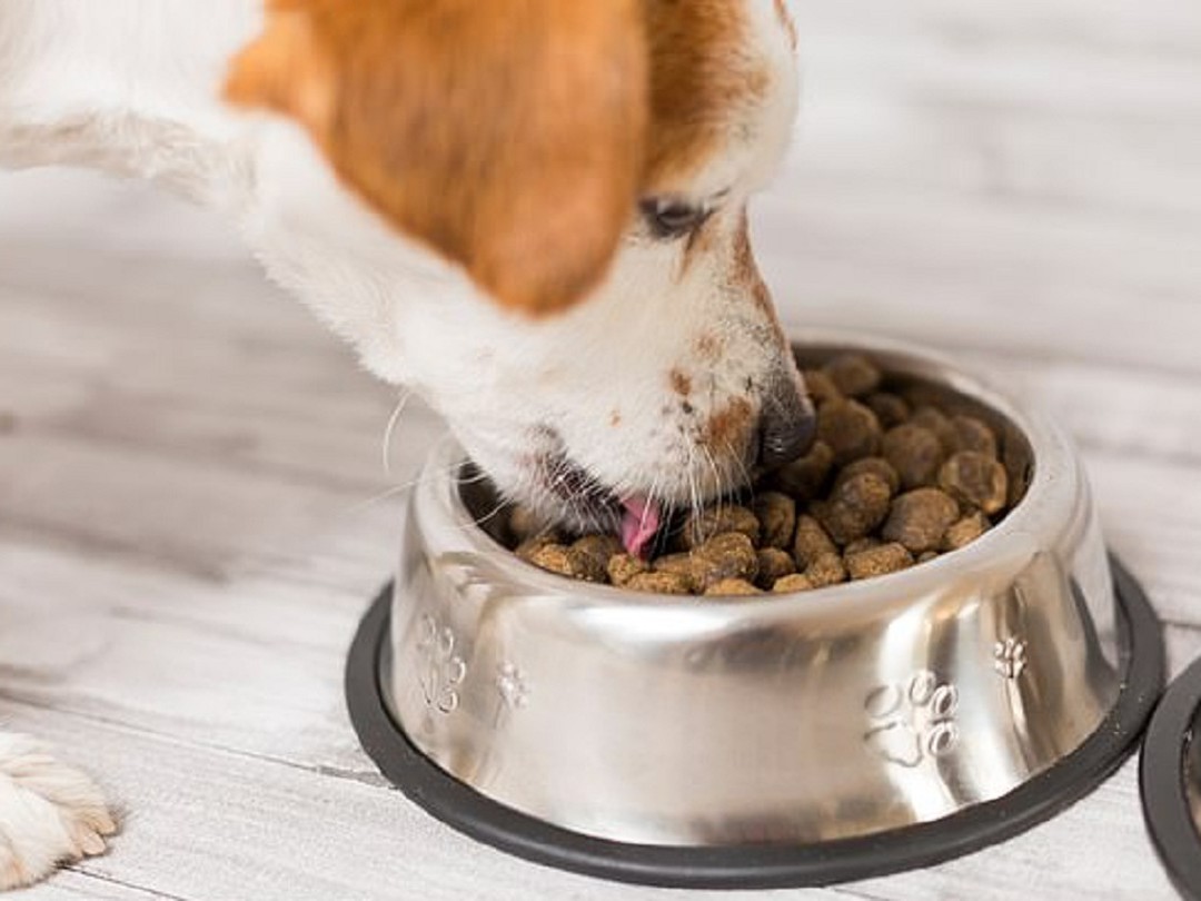Các loại bát đựng thức ăn cho chó trên thị trường