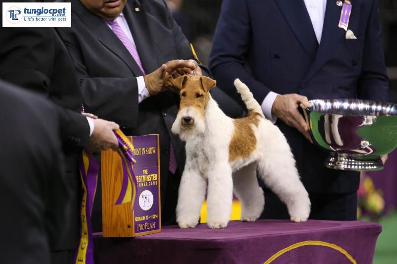 Westminster dogs show winner 1