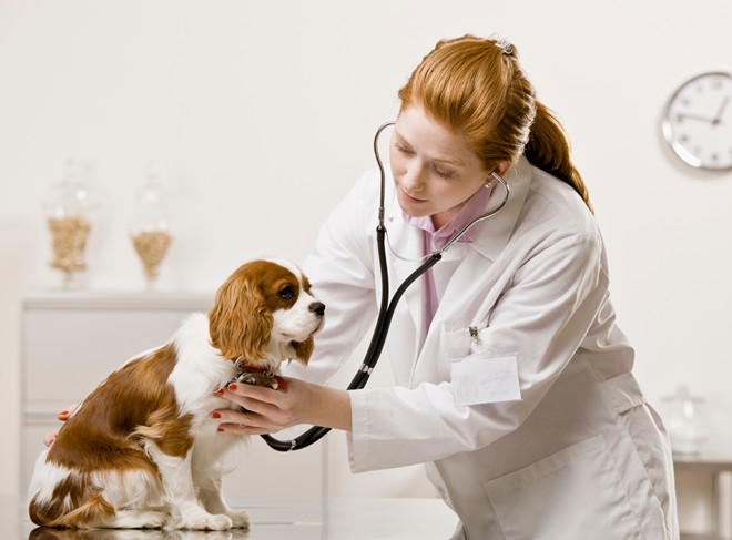 Tìm người chăm sóc thú cưng chuyên nghiệp