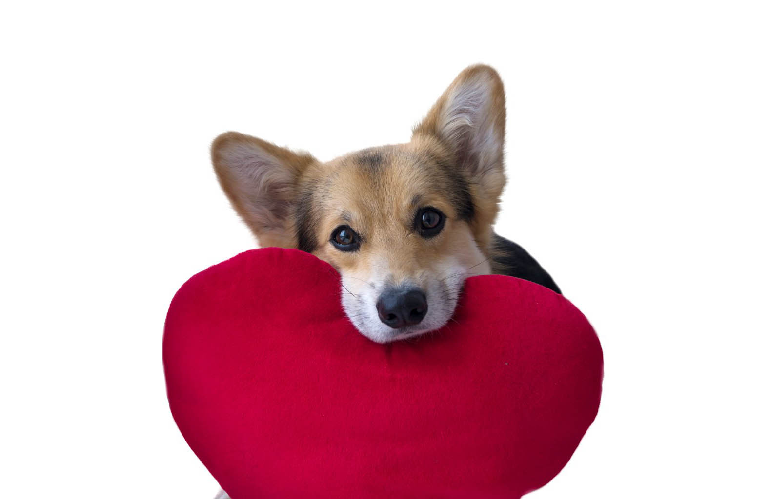 Nhận biết và điều trị chó bị rối loạn nhịp tim