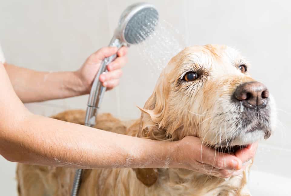 Tại sao chó hoạt động bất thường sau khi tắm?