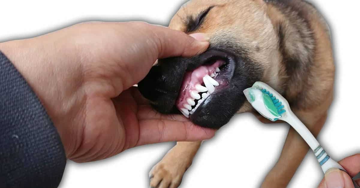 Chải răng cho chó đúng cách với 7 bước đơn giản