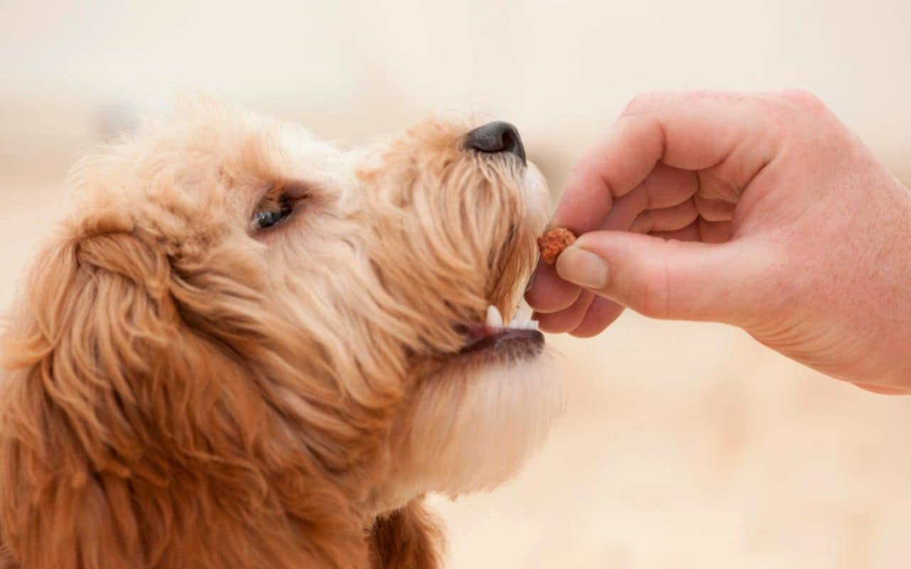 Huấn luyện cách dạy chó không ăn linh tinh