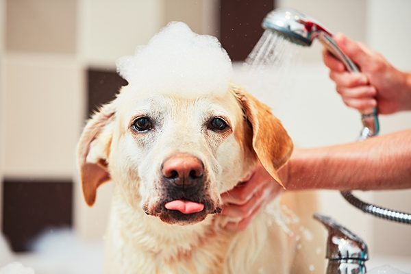 Nên tắm cho chó mấy lần một tuần?