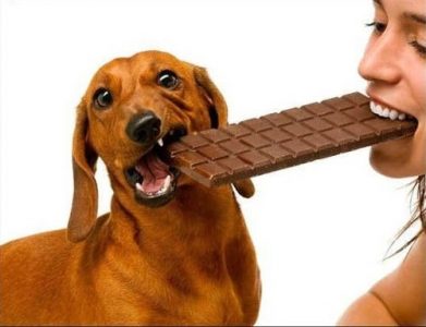Làm gì khi chẳng may cho chó ăn Sôcôla (Chocolate)?