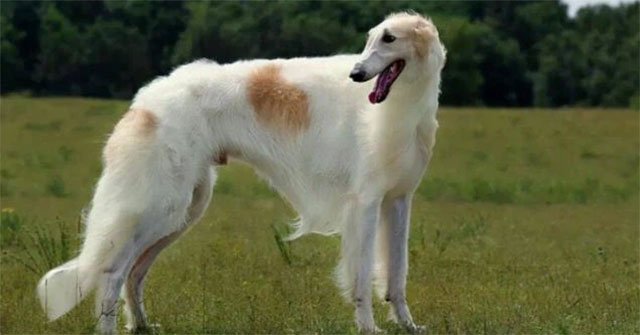 Chó Borzoi: giống chó săn của giới quý tộc