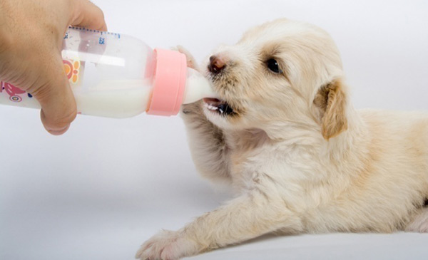 Cho chó mèo uống sữa tươi Vinamilk - NÊN hay KHÔNG?