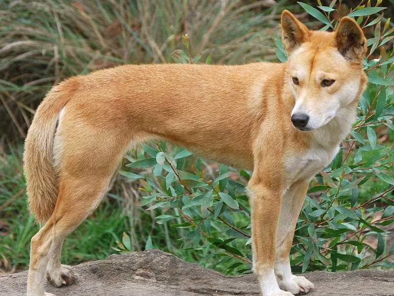 Giống chó Dingo của Việt Nam