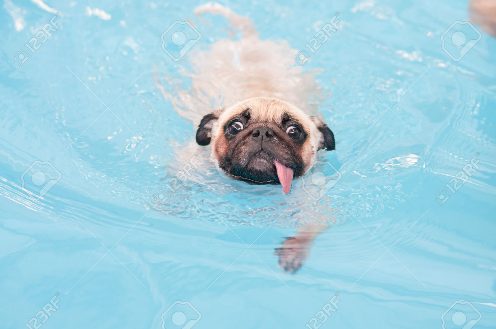 Dạy chó bơi dưới nước dễ dàng