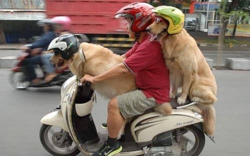 Đảm bảo con chó của bạn phù hợp với xe máy