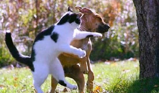 chó và mèo đánh nhau