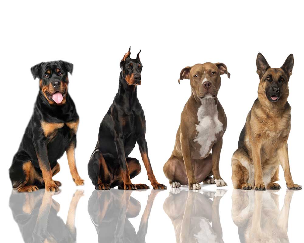 14 cách để chọn giống chó phù hợp với bạn
