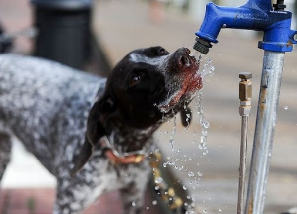 Lượng nước cần thiết cho chó mỗi ngày