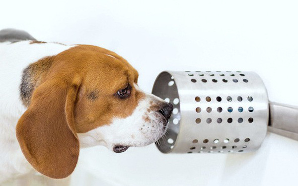 Khứu giác nhạy bén của chó có thể phát hiện ung thư