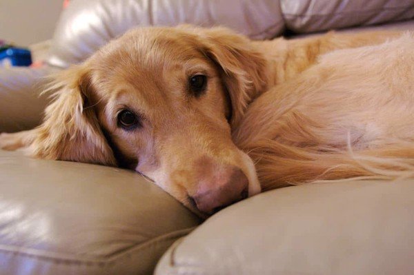 Tìm hiểu về bệnh động kinh ở chó và cách điều trị
