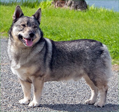 giống chó đắt nhất thế giới Vallhund Thụy Điển