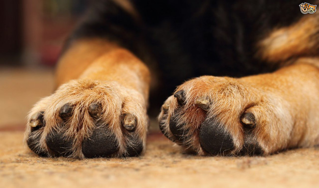 swollen paws in the dog causes and treatment 5523bbb87c17f 1491815095281
