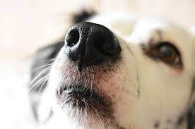 Mũi chó khô hay ướt thể hiện sức khỏe như thế nào?