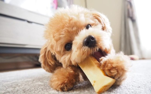 Những lý do bạn không nên cho chó ăn nhiều đồ ngọt