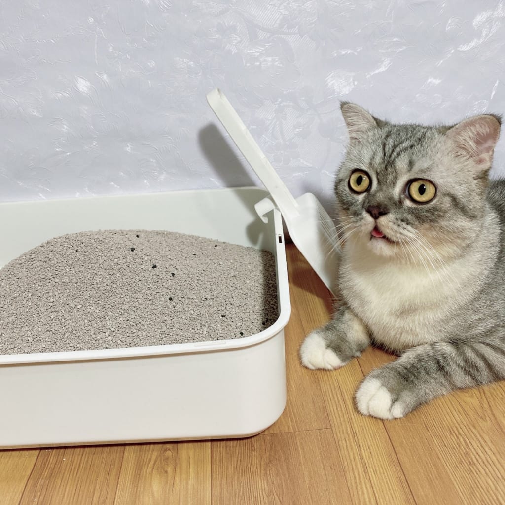 Mèo ăn cát vệ sinh có sao không?