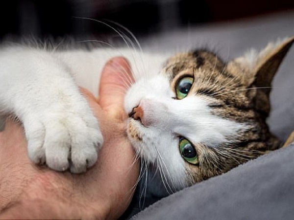 7 bệnh lây từ mèo chủ cần chú ý