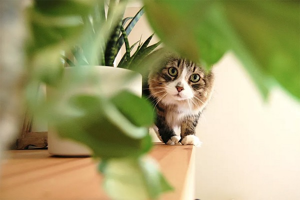 15 loại cây nguy hiểm cho mèo cần tránh