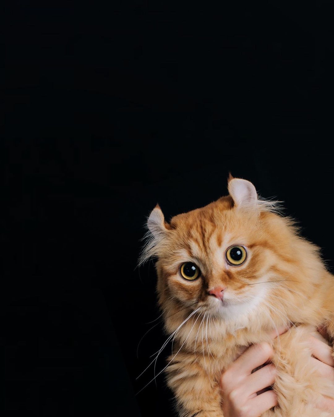 American Curl - Giống mèo tai xoăn Mỹ siêu dễ thương và ngộ nghĩnh