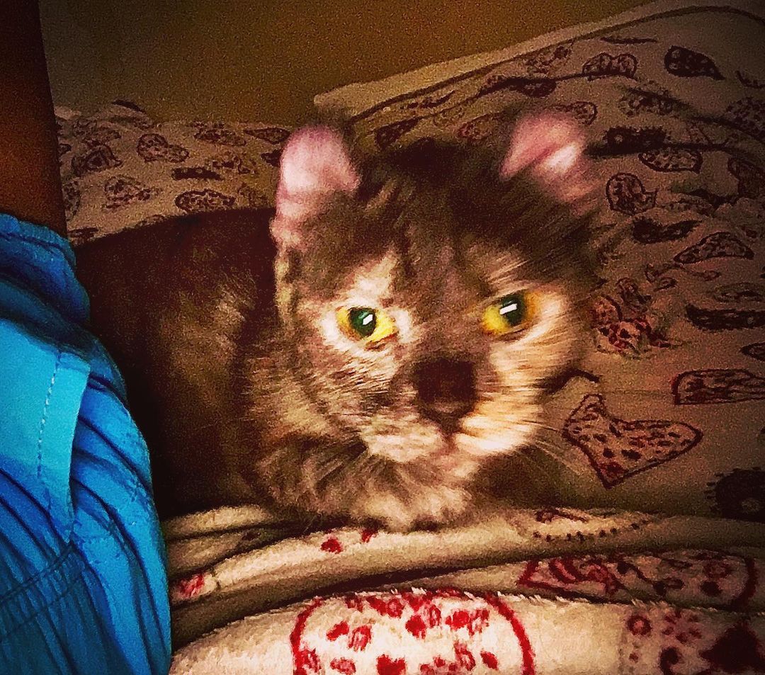 American Curl - Giống mèo tai xoăn Mỹ siêu dễ thương và ngộ nghĩnh