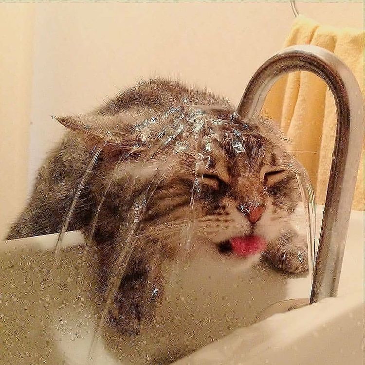 Giải pháp hạ nhiệt cho mèo trong những ngày hè nóng nực