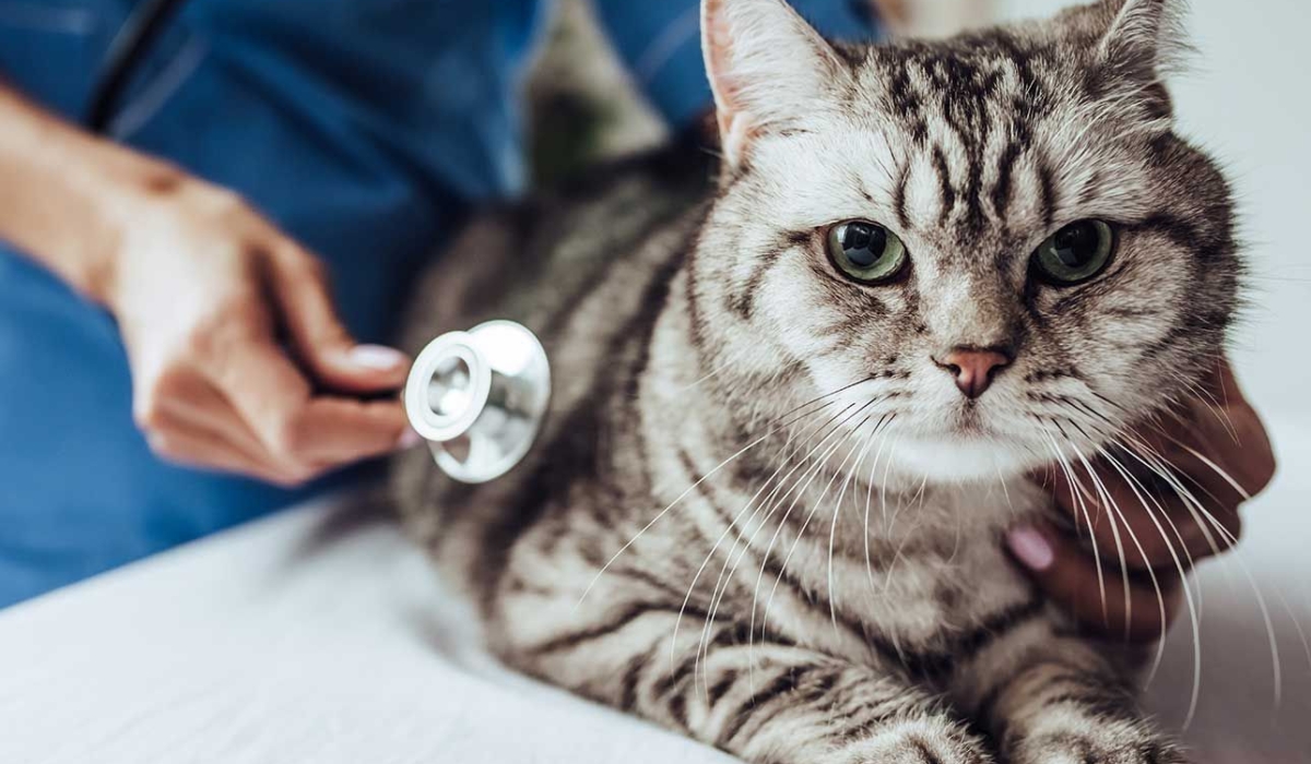 Chuẩn đoán bệnh ở mèo bằng cách soi phân mèo