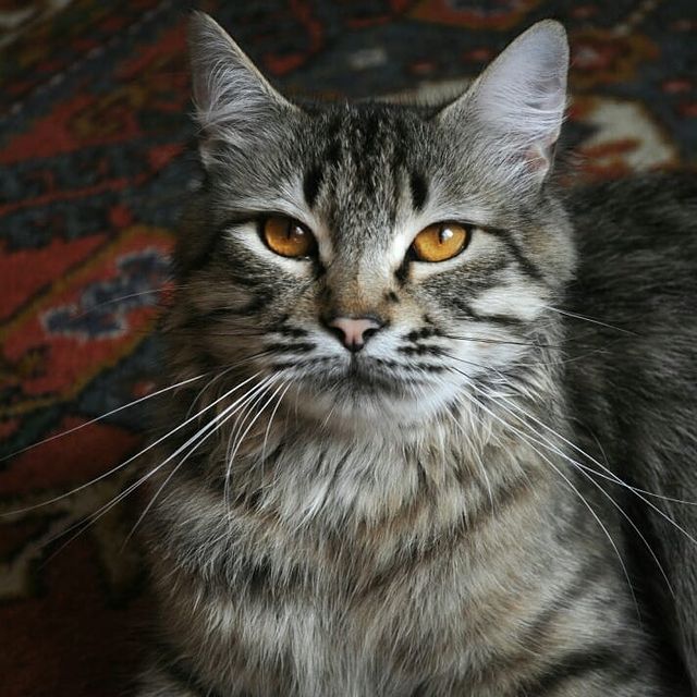 Mèo Kashmir - Giống mèo ít được biết đến nhất trên Trái Đất