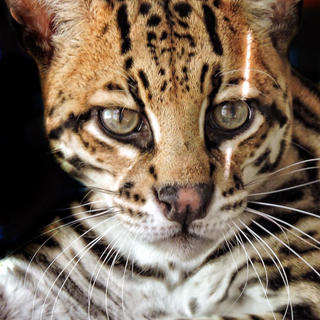 Mèo Gấm Ocelot - Một giống mèo đặc hữu của Trung Nam Mỹ