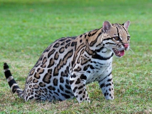 Mèo Gấm Ocelot - Một giống mèo đặc hữu của Trung Nam Mỹ
