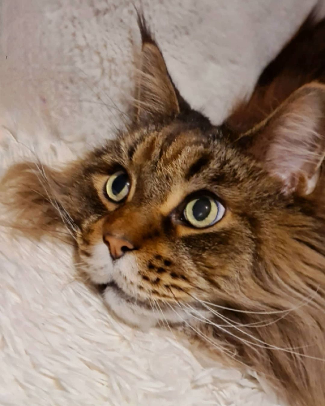 Mèo Mỹ lông dài - Maine Coon có giá bao nhiêu tại nước ta