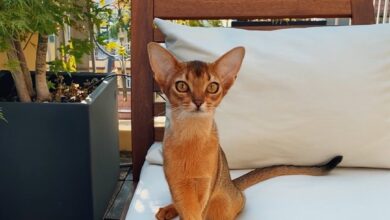 Meo Abyssinian 1