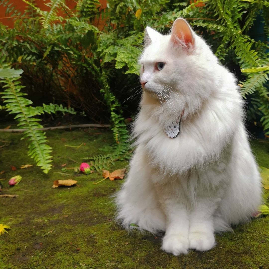 Mèo Angora Thổ Nhĩ Kỳ - Báu vật của Thổ Nhĩ Kỳ