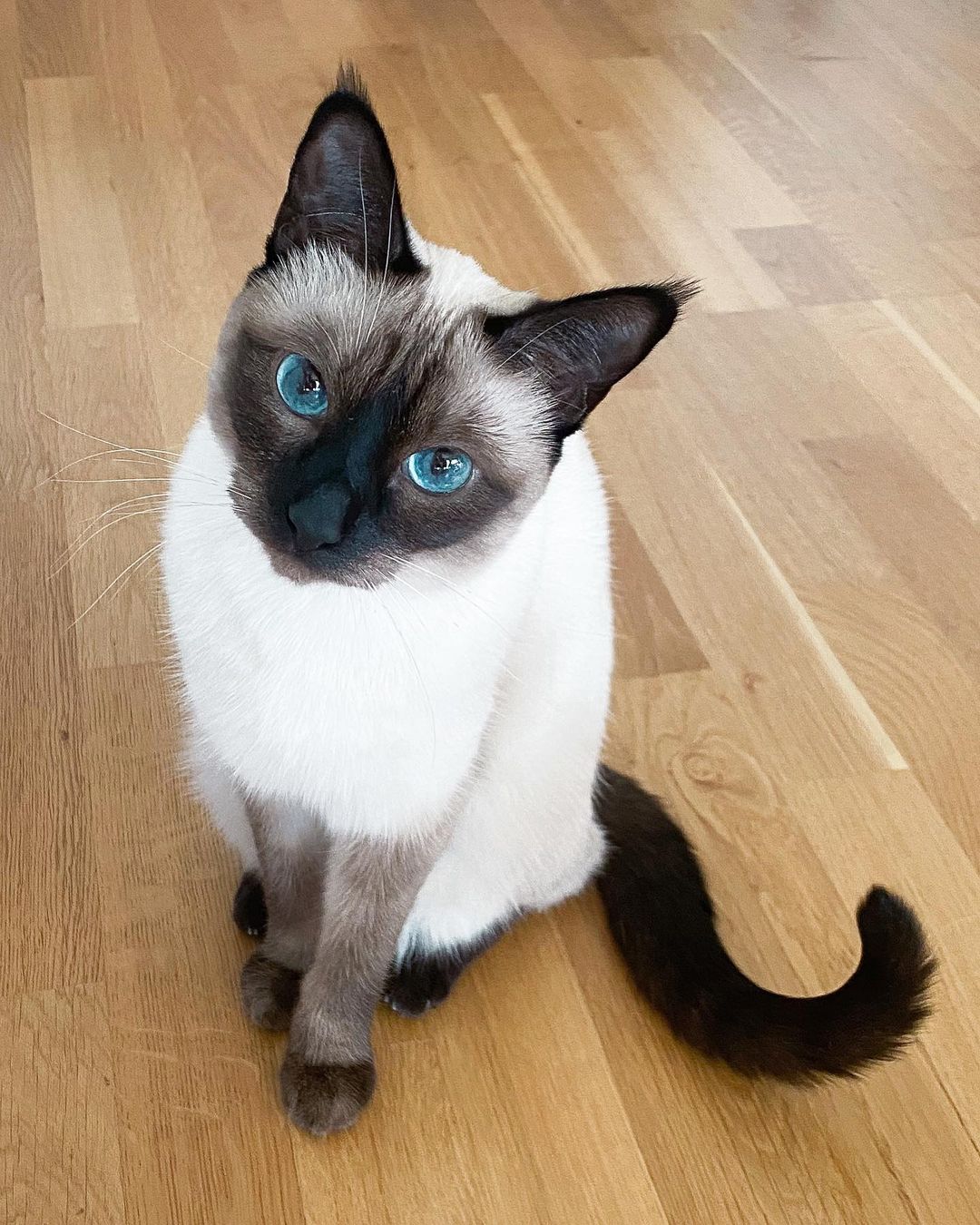 Mèo Birman - Mèo thần Miến Điện với đôi mắt xanh thẳm