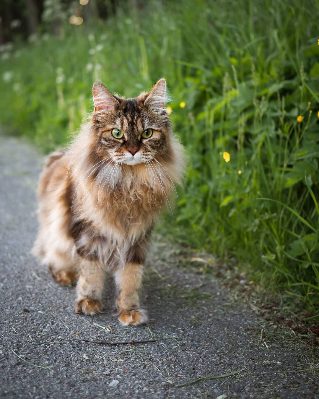 Mèo Bobtail Mỹ - Giống mèo thông minh nhất thế giới