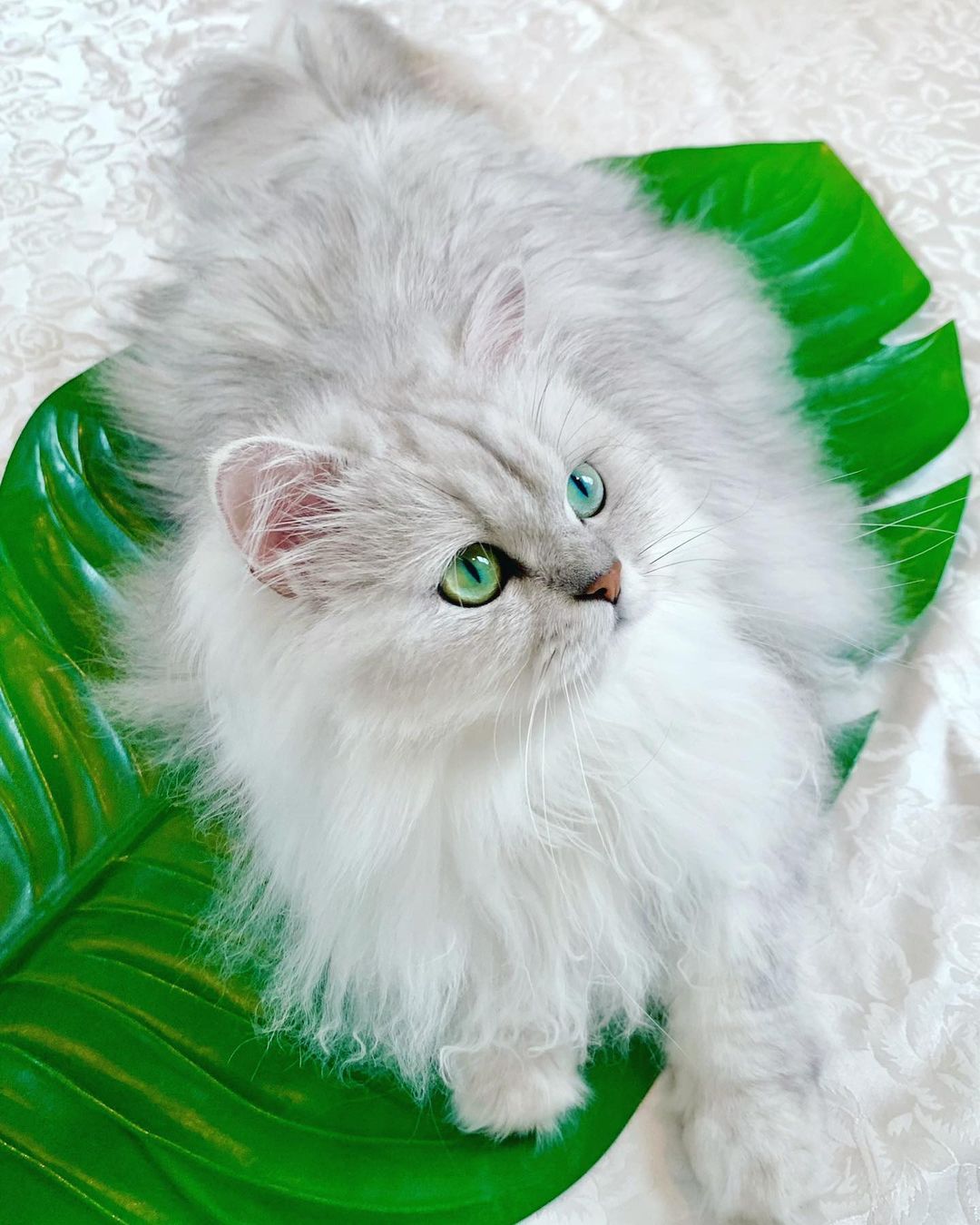Mèo Chinchilla - Giống mèo được mệnh danh là "Thiên thần của nước Anh"