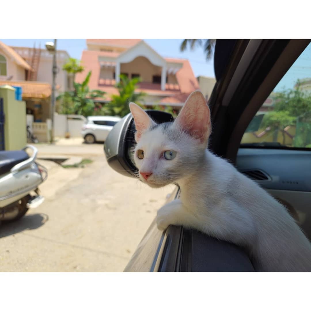 Mèo Khao Manee - Giống mèo có 2 màu mắt
