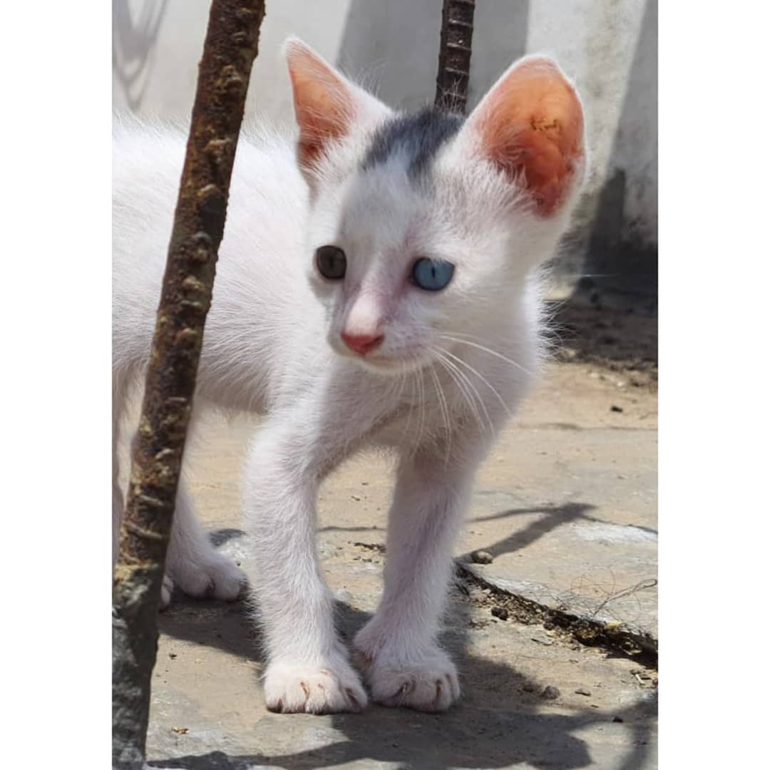 Mèo Khao Manee - Giống mèo có 2 màu mắt
