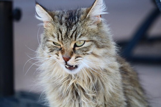 Mèo Laperm - Một giống mèo có bộ lông xoăn đặc biệt