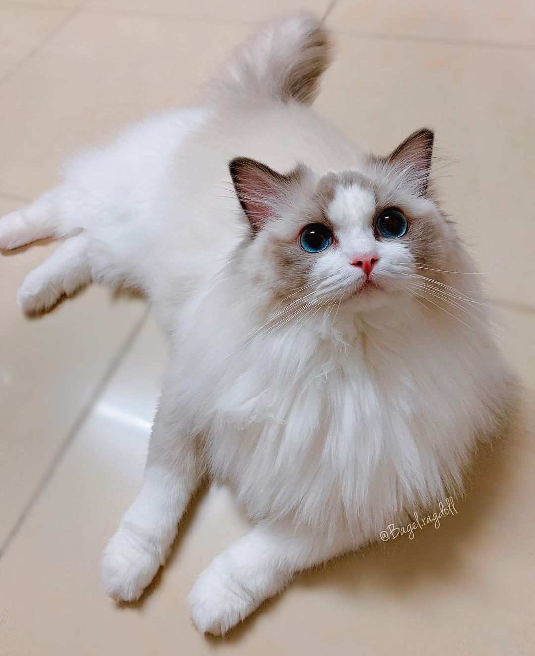 Khám phá về Mèo Ragdoll – Gã khổng lồ cực kì xinh đẹp