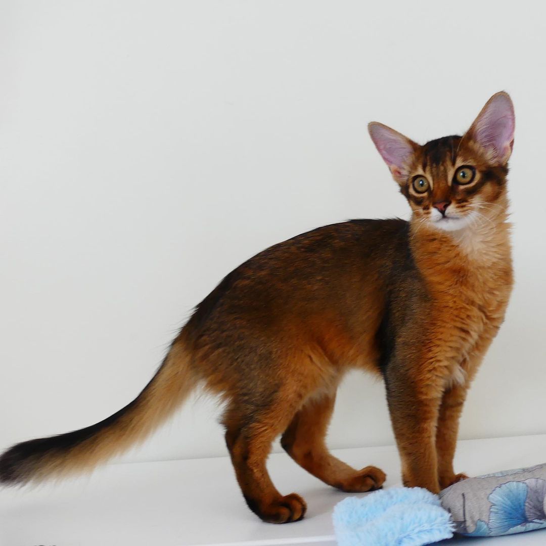 Mèo Somali - Giống mèo hoang với bộ lông quý phái