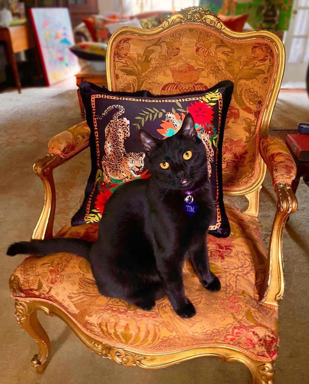 Mèo mun đen - Chú mèo ma thuật bí ẩn nhất thế giới