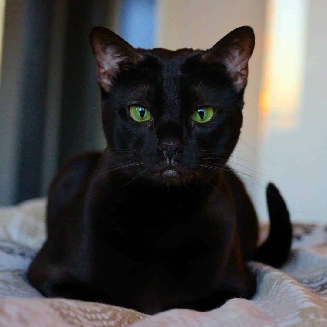 Tại sao mèo đen trông khác dưới ánh nắng mặt trời?