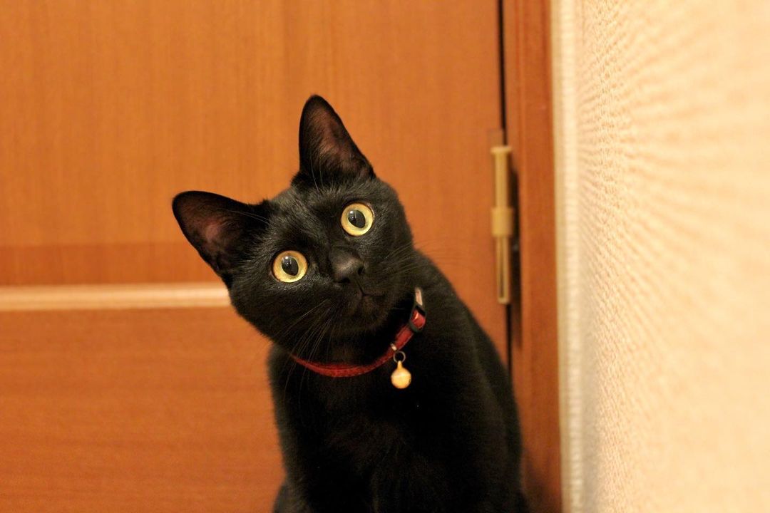 Mèo mun đen - Chú mèo ma thuật bí ẩn nhất thế giới