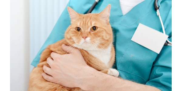 Giúp mèo cưng có một hệ thống miễn dịch khỏe mạnh