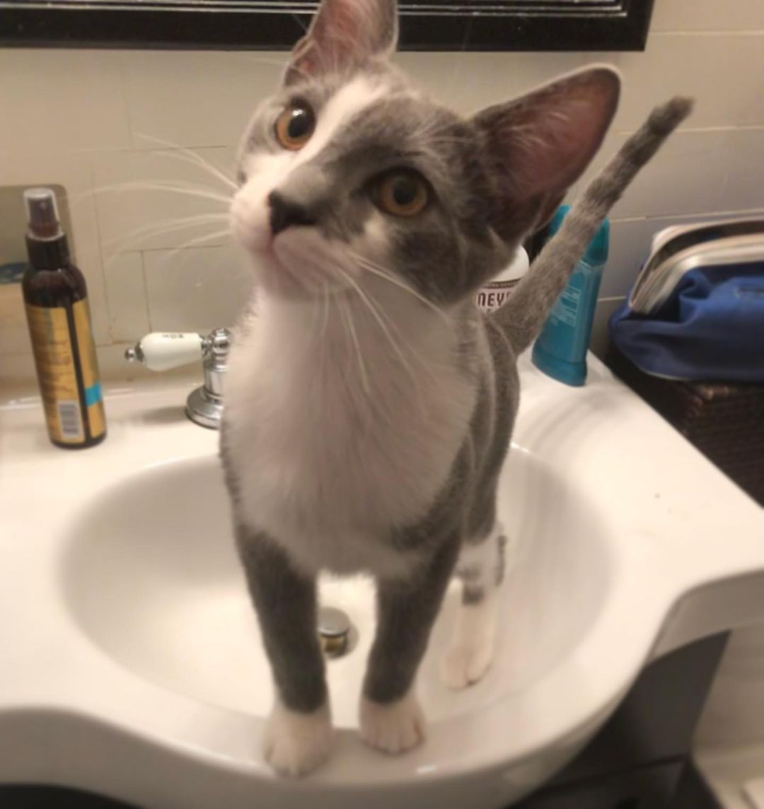 Câu hỏi thường gặp về cách tắm cho mèo